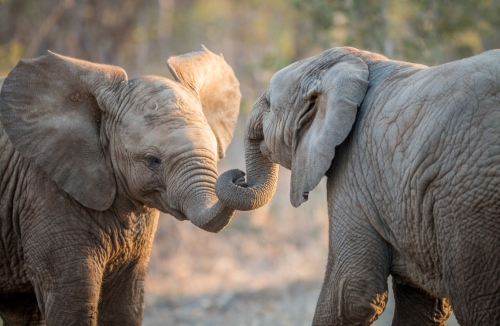 NOUVEAU - Afrique du Sud - De Johannesburg au Kruger - 07 au 14 mars 2026