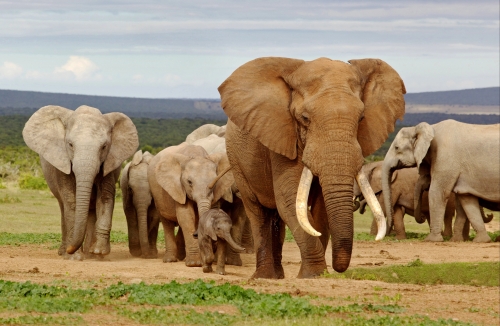 NOUVEAU - Afrique du Sud – De Soweto à Pilanesberg, en passant par Sun City - Du 8 au 16 Janvier 2026